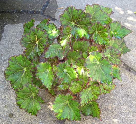 B. ‘Leo Rowan’